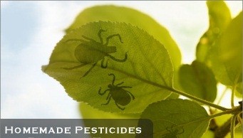 Homemade And Natural Insecticides
