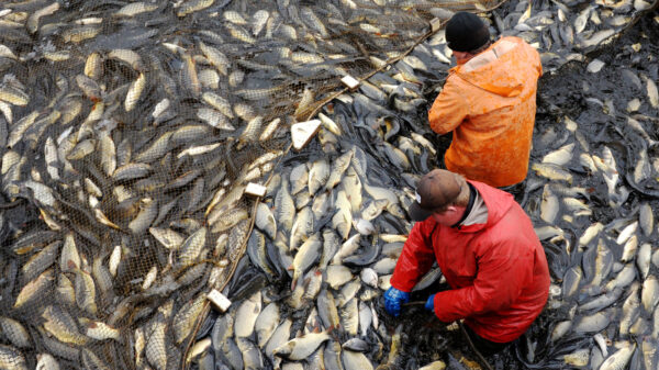 Aquaculture provides the majority of the world’s seafood