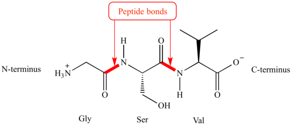 Peptide bond