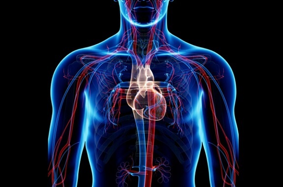 healthy circulatory system
