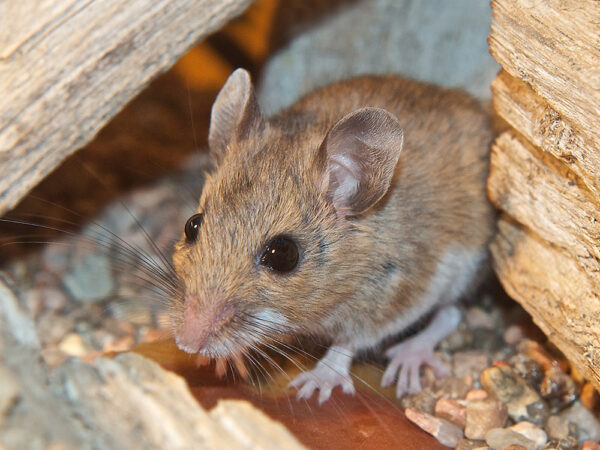 control rodents in your home