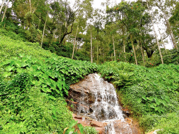 Natural Beauty of Coorg