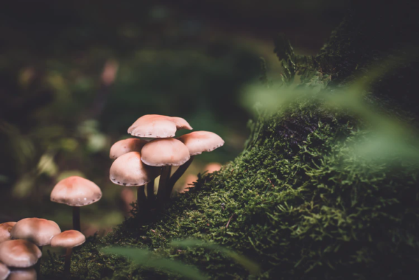 Benefits Of Microdosing Magic Mushrooms