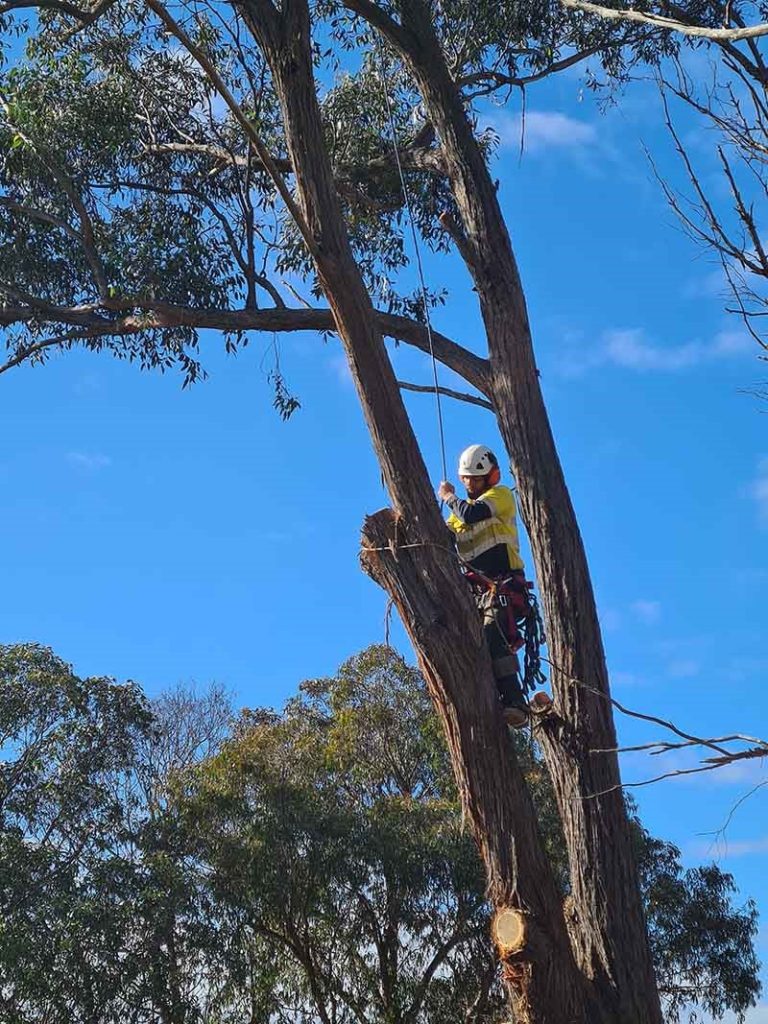 Professional Tree Pruning