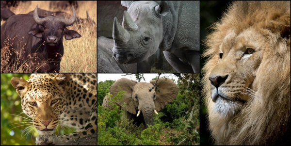 Big 5 Safaris in Africa