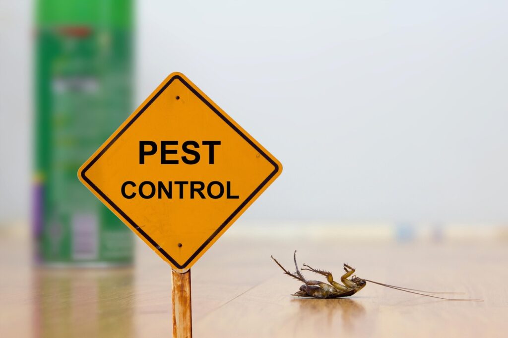 Insect and Pest Infestation - What to Know and How to Eradicate the Issue