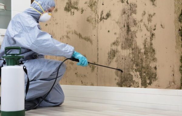 Dealing with Mold Problem by Using a Company Certified in Commercial Mold Remediation