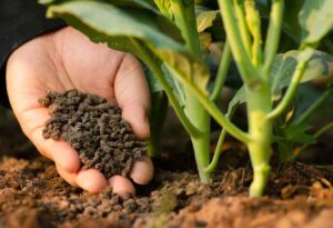 Benefits of Organic Compost Fertilizer