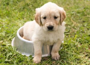 Feeding Pups - 6 Things You Should Note