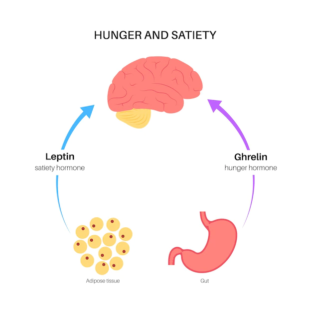 Ghrelin And Leptin- What Is The Connection?