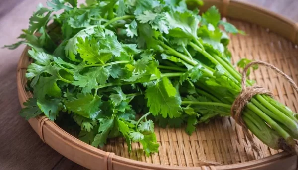 wellhealthorganic.com:coriander-leaves-5-best-health-benefits