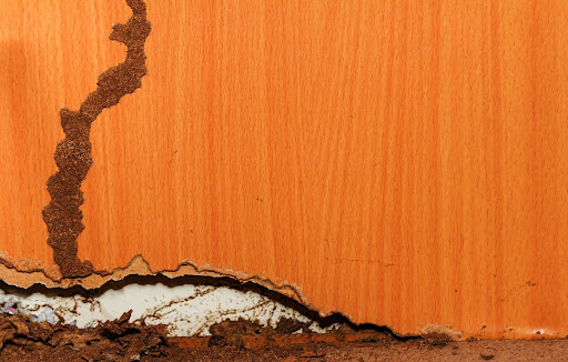 termites In Walls