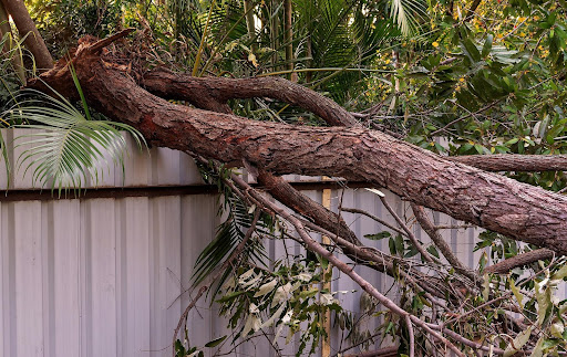 Tree Removal in Sydney Cost