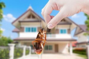 Pests, Infestations, and The Weather in Irvine, California